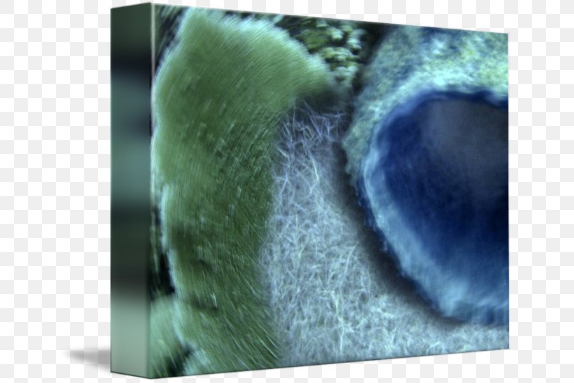 Snout Close-up Fur, PNG, 650x547px, Snout, Close Up, Closeup, Fur, Organism Download Free