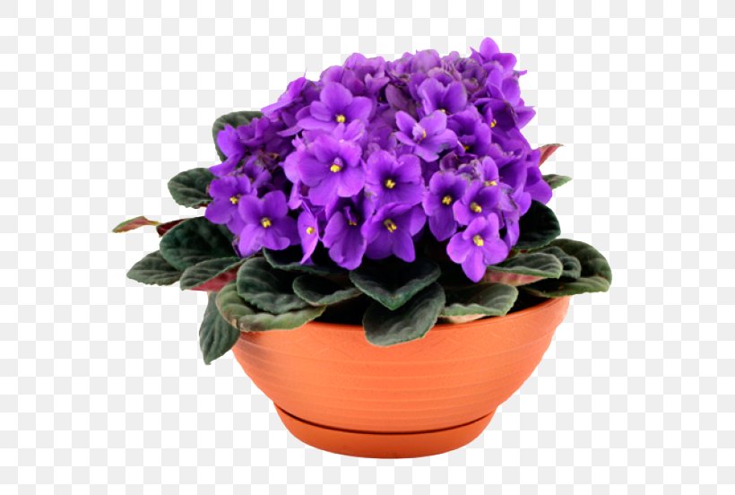 African Violets Houseplant Makuni, PNG, 640x552px, African Violets, Bonsai, Flower, Flowering Plant, Flowerpot Download Free