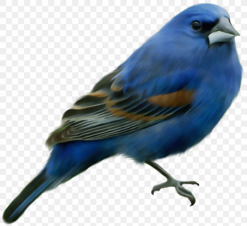 Bird Beak Indigo Bunting Bluebird Mountain Bluebird, PNG, 1245x1140px, Watercolor, Beak, Bird, Bluebird, Finch Download Free