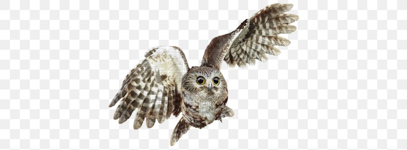 Bird Blog Owl October, PNG, 400x302px, 2016, Bird, Afternoon, Autumn, Beak Download Free