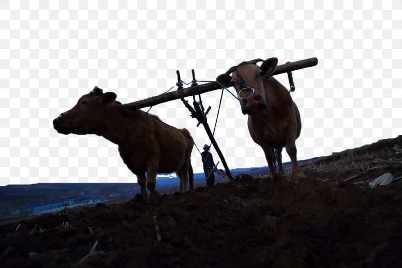 Cattle Plough Silhouette, PNG, 1024x683px, Cattle, Cattle Like Mammal, Hoe, Horn, Horse Harness Download Free