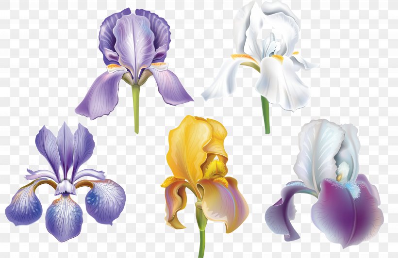 Clip Art Image Drawing, PNG, 7000x4549px, Drawing, Cut Flowers, Flower, Flowering Plant, Iris Download Free