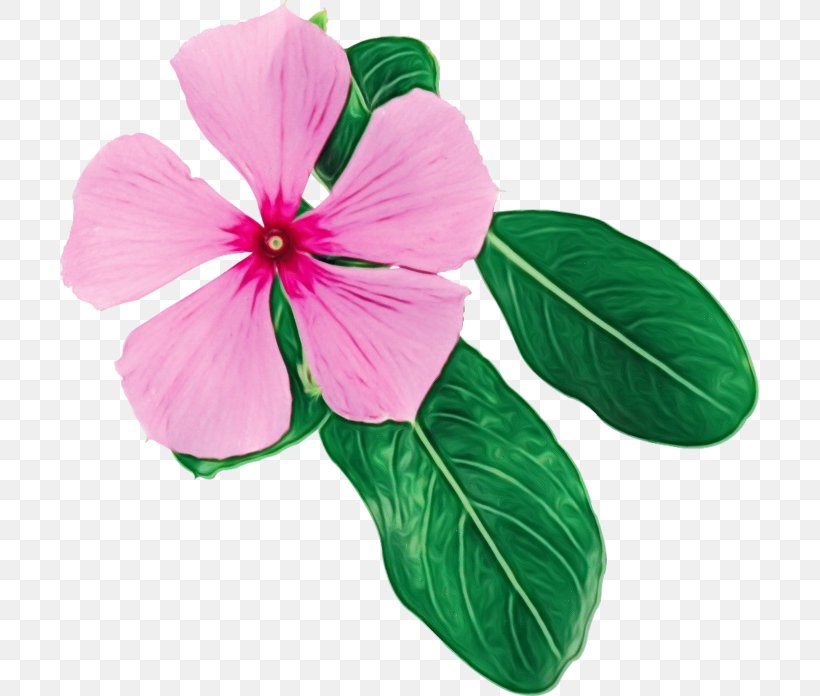 Flower Petal Pink Plant Leaf, PNG, 699x696px, Watercolor, Anthurium, Flower, Flowering Plant, Impatiens Download Free
