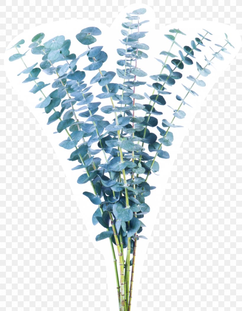 Flower Plant Stem Green Vase Life Blue, PNG, 887x1140px, Flower, Blue, Color, Craspedia, Esmeralda Farms Bv Download Free