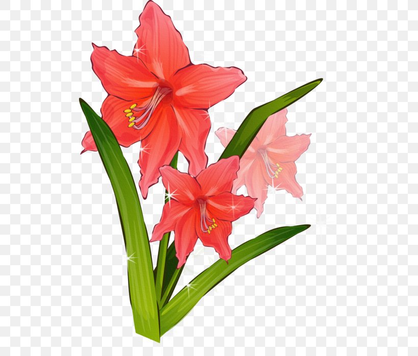 Gladiolus Flower Clip Art, PNG, 510x698px, Gladiolus, Amaryllis Belladonna, Amaryllis Family, Cut Flowers, Daylily Download Free