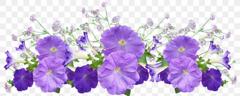 Petunia Image Photography Garden, PNG, 1920x771px, 2018, Petunia, Bellflower Family, Blue, Cut Flowers Download Free