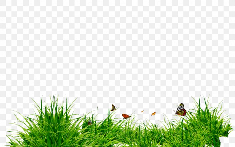 PicsArt Photo Studio Clip Art, PNG, 1024x644px, Picsart Photo Studio, Bird, Bitmap, Editing, Grass Download Free