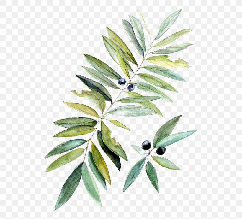 Watercolor Painting Botanical Illustration Leaf, PNG, 564x744px, Watercolor Painting, Art, Botanical Illustration, Botany, Branch Download Free