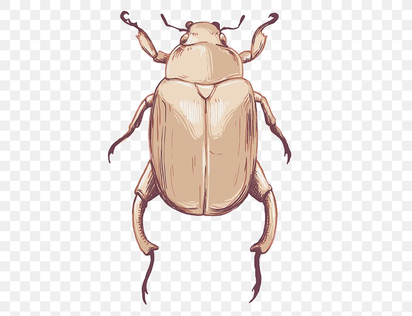 Weevil Insect Cartoon Pest Terrestrial Animal, PNG, 600x629px, Weevil, Animal, Arthropod, Beetle, Cartoon Download Free