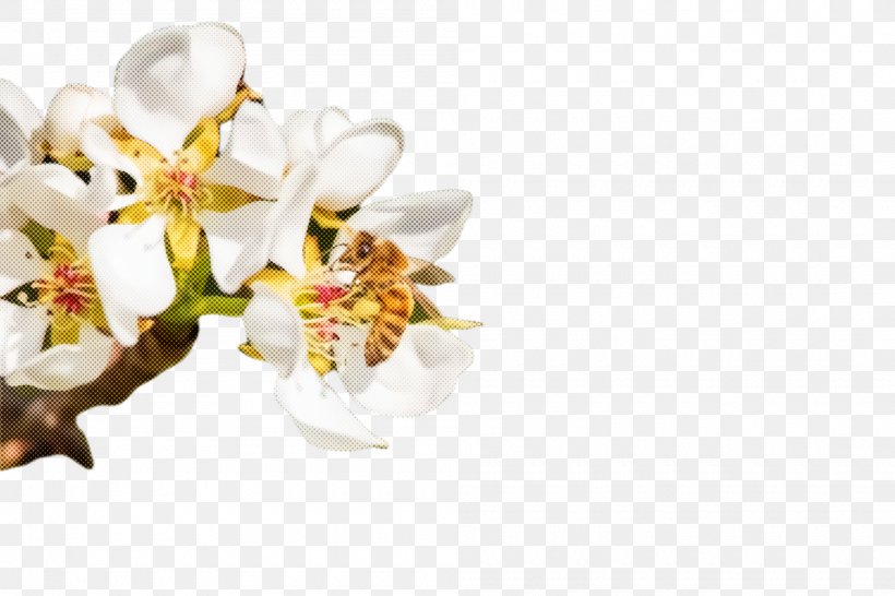 White Flower Plant Blossom Petal, PNG, 2000x1332px, White, Blossom, Branch, Cut Flowers, Flower Download Free