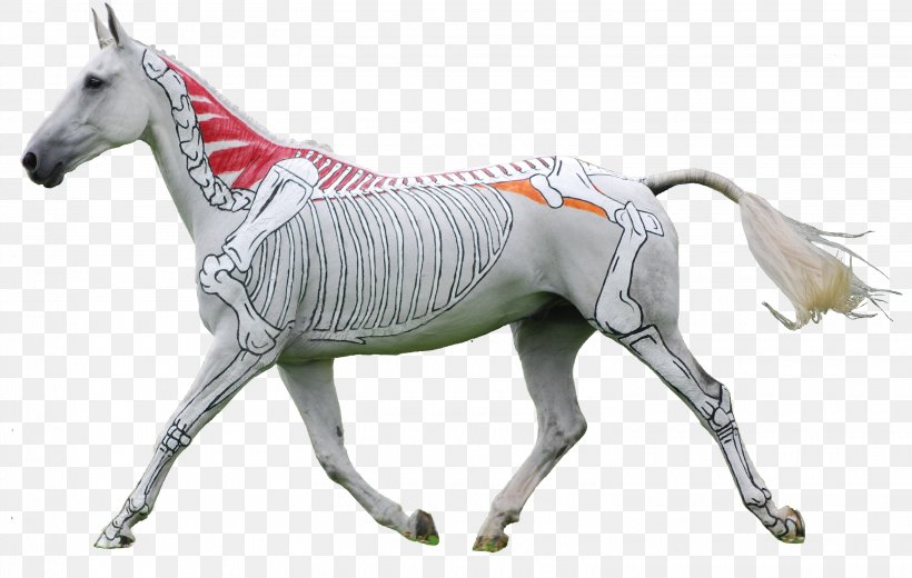 American Paint Horse Foal Mare Equestrian Equine Anatomy, PNG, 3040x1928px, American Paint Horse, Anatomy, Animal Figure, Back, Bit Download Free