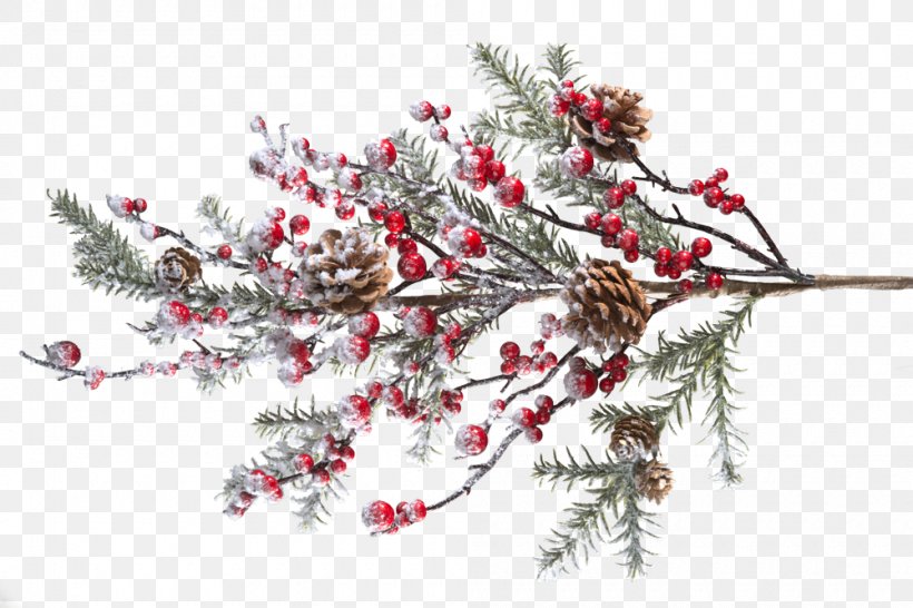 Berry Branch Tree Conifer Cone Twig, PNG, 1000x666px, Berry, Blossom, Blueberry, Branch, Christmas Download Free