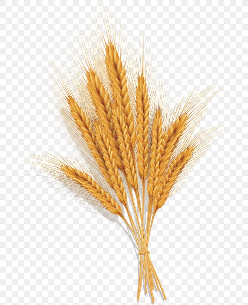Emmer Spelt Common Wheat Ear, PNG, 682x1007px, Emmer, Cereal, Cereal Germ, Commodity, Common Wheat Download Free
