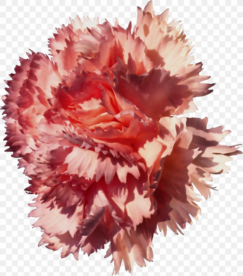 Flower Carnation Pink Plant Cut Flowers, PNG, 2439x2776px, Watercolor, Carnation, Cut Flowers, Dianthus, Flower Download Free