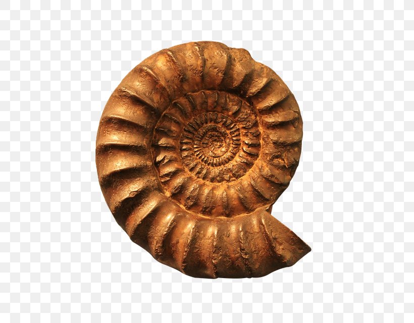 Fossil Nautilidae Goniatite Spiral Seashell, PNG, 640x640px, Fossil, Ammonites, Artifact, Cephalopod, Chemistry Download Free