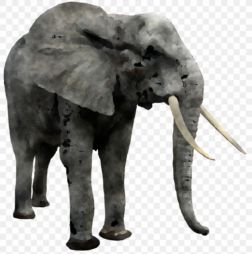 Indian Elephant, PNG, 1896x1911px, Elephant, African Elephant, Animal Figure, Indian Elephant, Tusk Download Free