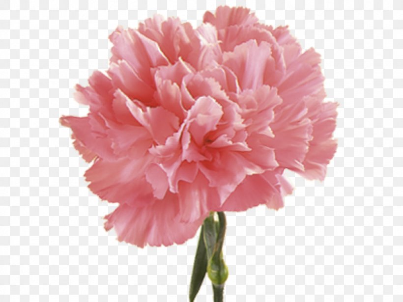Roadrunner Florist Carnation Birth Flower Pink, PNG, 1024x768px, Carnation, Birth Flower, Color, Cut Flowers, Dianthus Download Free
