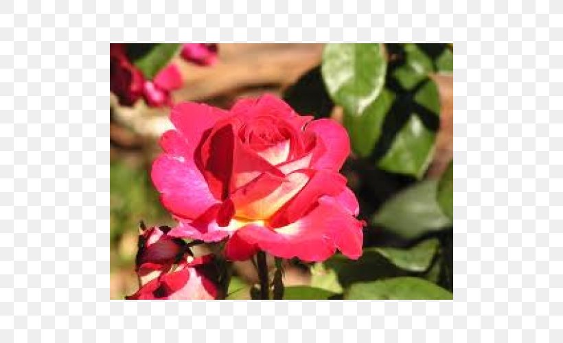 Floribunda Garden Roses Pink Shrub, PNG, 500x500px, Floribunda, Annual Plant, China Rose, Flora, Flower Download Free