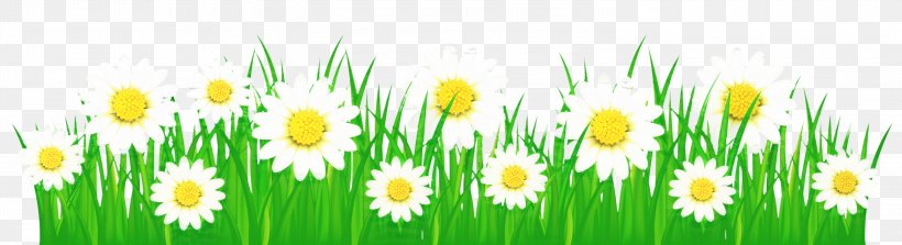 Green Grass Background, PNG, 3000x818px, Wildflower, Camomile, Chamaemelum Nobile, Chamomile, Commodity Download Free