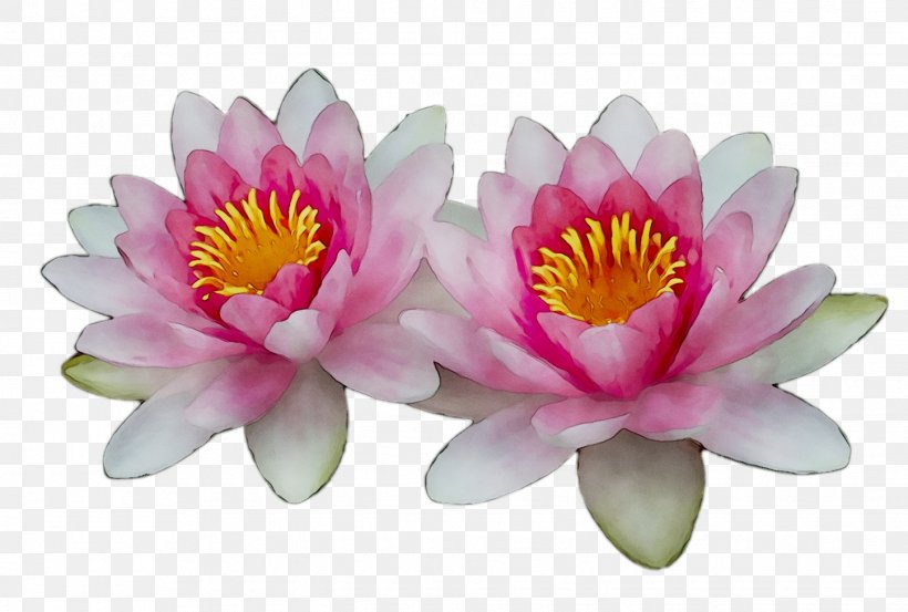 Sacred Lotus, PNG, 1446x976px, Sacred Lotus, Annual Plant, Aquatic Plant, Botany, Flower Download Free