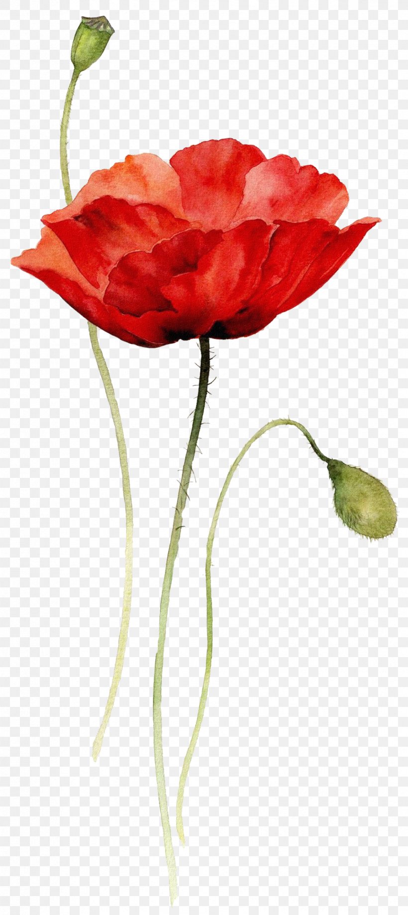 Watercolor Painting Drawing Flower Poppy, PNG, 1686x3780px, Watercolor Painting, Art, Carnation, Common Poppy, Coquelicot Download Free