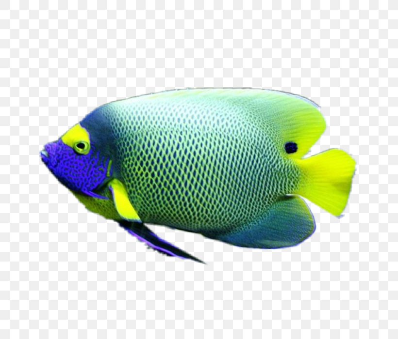 Coral Reef Fish Marine Biology Marine Angelfishes, PNG, 700x700px, Fish, Beak, Biology, Color, Copyright Download Free