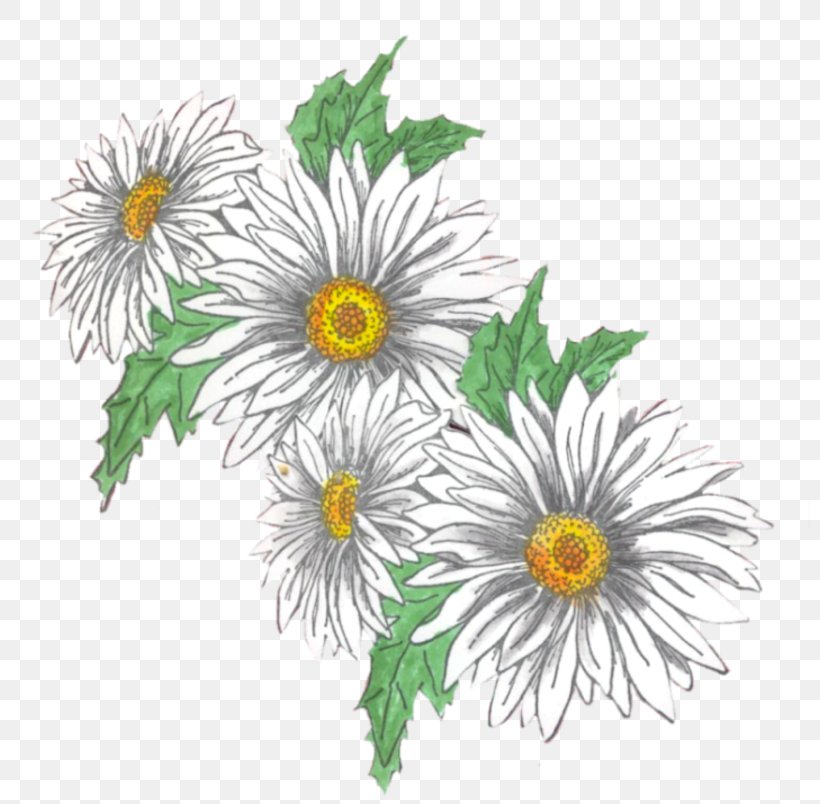 Oxeye Daisy Roman Chamomile Chrysanthemum Floral Design, PNG, 800x804px, Oxeye Daisy, Annual Plant, Aster, Chamaemelum Nobile, Chamomiles Download Free