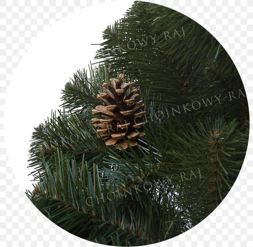 Pine Spruce Christmas Ornament Fir, PNG, 800x800px, Pine, Christmas, Christmas Ornament, Conifer, Evergreen Download Free