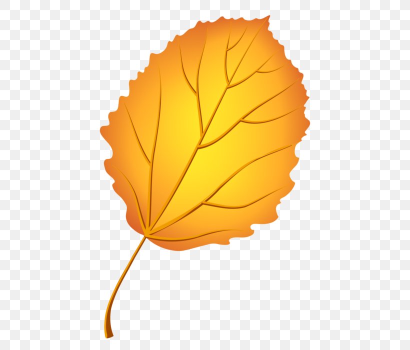 Autumn Leaf Color European Aspen Tree, PNG, 474x700px, Leaf, Alder, Autumn Leaf Color, Bark, Data Compression Download Free