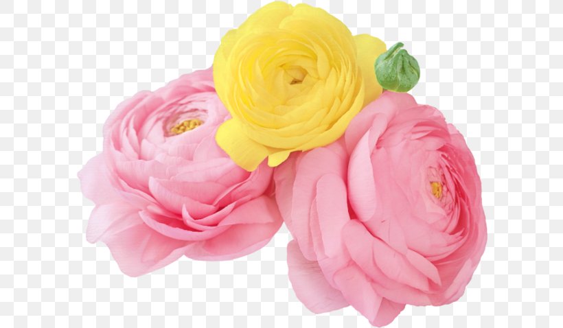 Garden Roses Flower IPhone 4S Centifolia Roses, PNG, 600x478px, Garden Roses, Artificial Flower, Camellia, Centifolia Roses, Cut Flowers Download Free