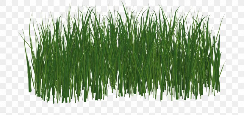 Lawn Grass, PNG, 1280x605px, Lawn, Animaatio, Chrysopogon Zizanioides, Commodity, Cosa Download Free