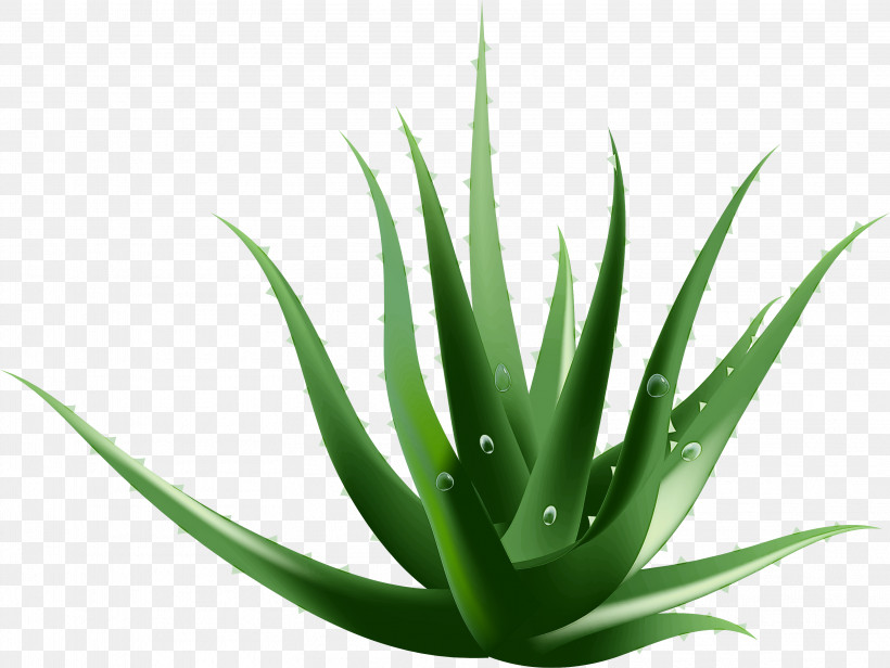 Plant Aloe Agave Azul Agave Terrestrial Plant, PNG, 3221x2423px, Plant, Agave, Agave Azul, Aloe, Flower Download Free
