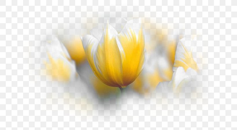 Tulip Flower Desktop Wallpaper Blog, PNG, 695x449px, Tulip, Blog, Close Up, Flower, Flowering Plant Download Free