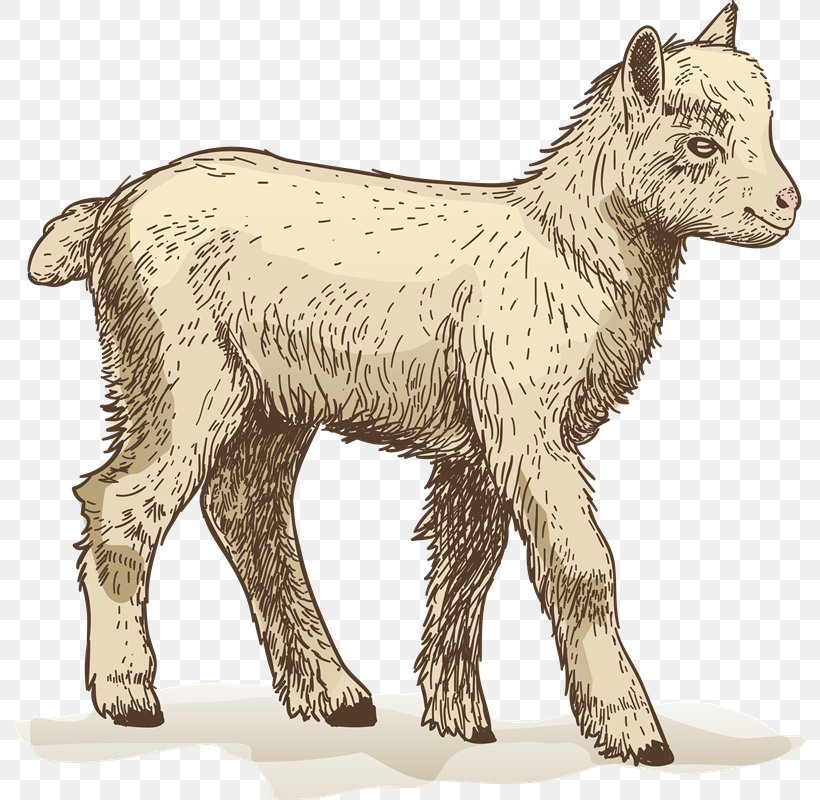 Sheep Goat Cattle Ahuntz Clip Art, PNG, 795x800px, Sheep, Ahuntz, Animal, Cattle, Cattle Like Mammal Download Free
