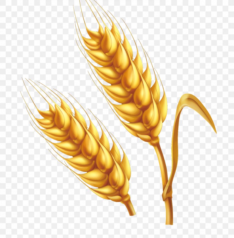 Wheat Cartoon Illustration, PNG, 1480x1502px, Wheat, Cartoon, Commodity, Corn On The Cob, Drawing Download Free