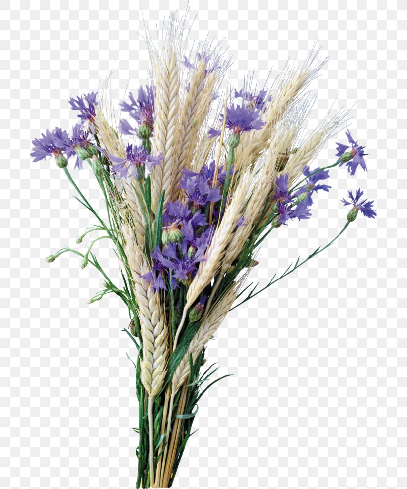 Wildflower Clip Art, PNG, 700x985px, Wildflower, Commodity, Cornflower, Cut Flowers, English Lavender Download Free