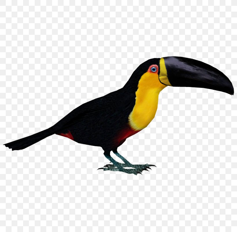 Zoo Tycoon 2 Bird Toucan Parrot Woodpecker, PNG, 800x800px, Zoo Tycoon 2, Beak, Bird, Channelbilled Toucan, Dinosaur Download Free