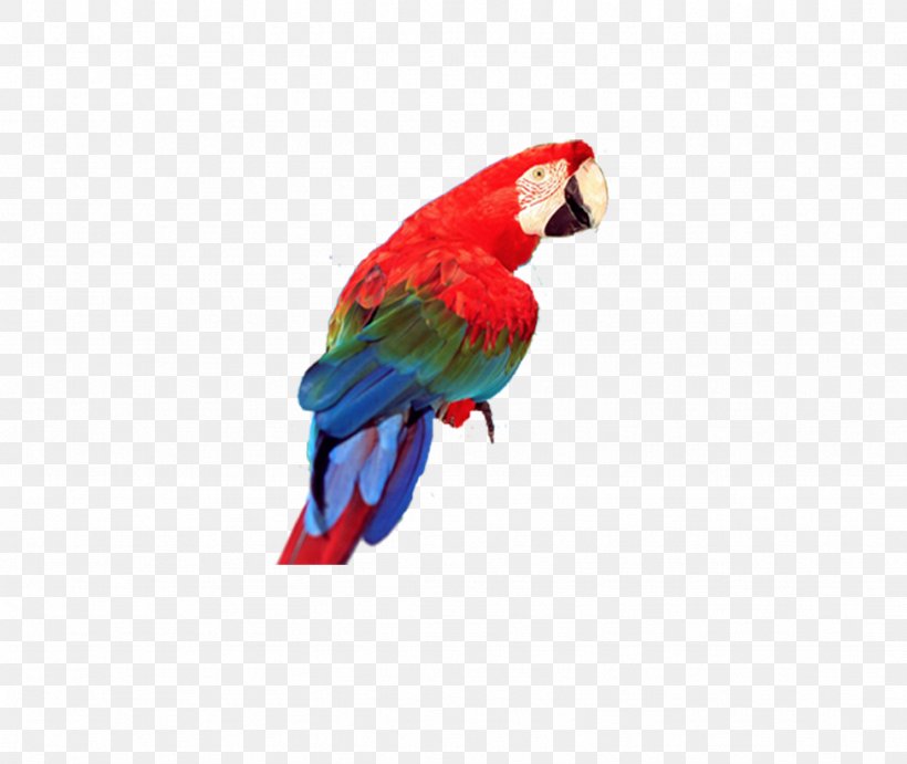 Bird Cockatoo Imagine Ink Clip Art, PNG, 974x821px, Bird, Beak, Blood Parrot Cichlid, Cockatoo, Feather Download Free