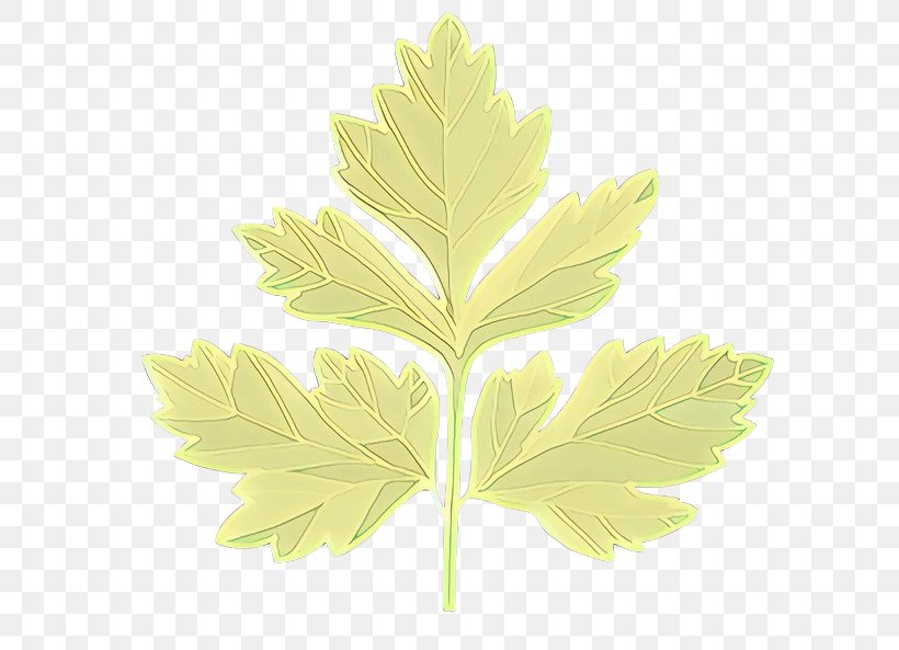 Branch Plant Stem Leaf Computer Meter, PNG, 768x593px, Cartoon, Black Maple, Branch, Computer, Flower Download Free