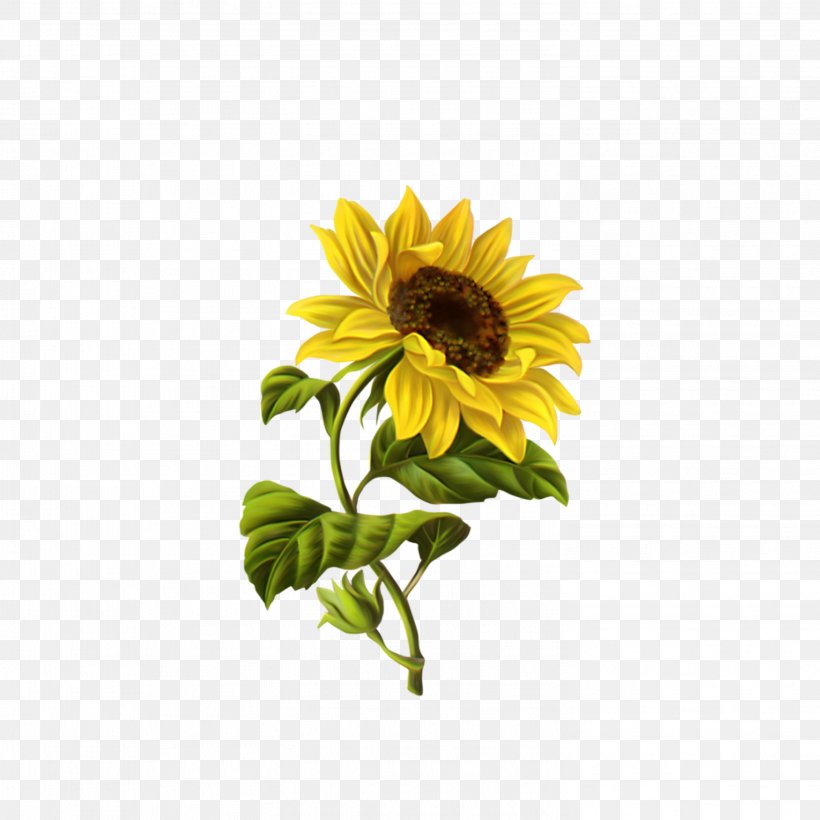 Common Sunflower Drawing Illustration, PNG, 2953x2953px, Common Sunflower, Art, Botanical Illustration, Cut Flowers, Daisy Family Download Free