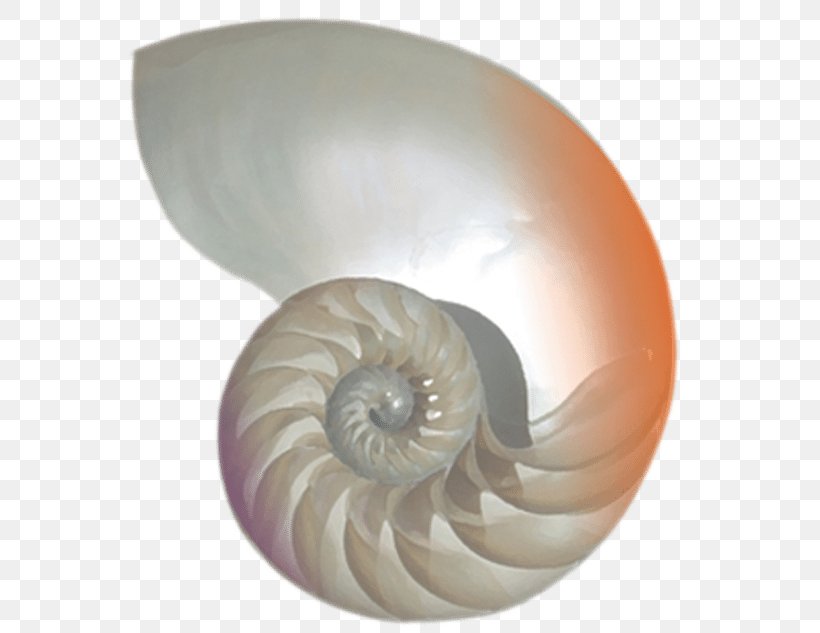 Sacred Seashell Chambered Nautilus Nautilidae Ammonites, PNG, 592x633px, Sacred, Adornment, Ammonites, Apmokestinimas, Chambered Nautilus Download Free