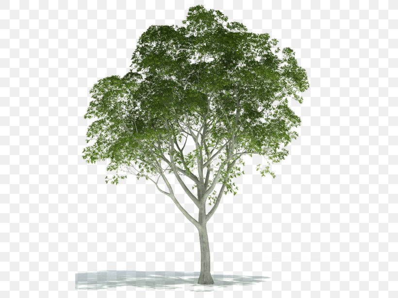 Tree Plant Rendering, PNG, 510x615px, 3d Computer Graphics, 3d Rendering, Tree, Architectural Rendering, Architecture Download Free