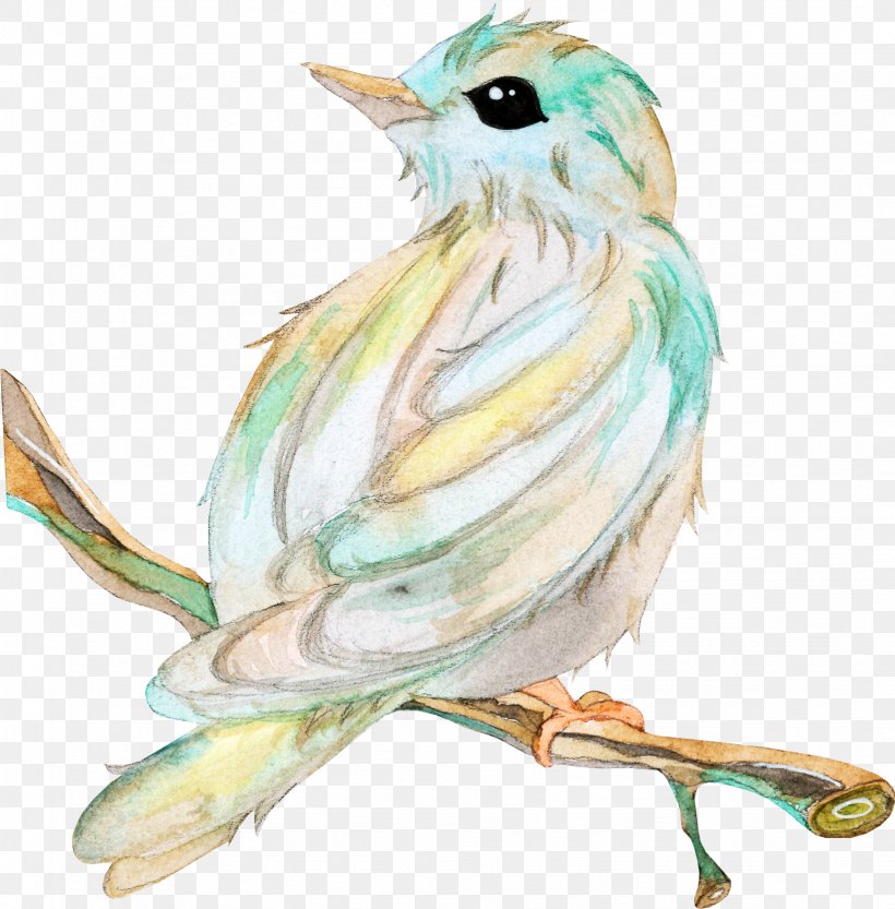 Bird Owl Beak Clip Art, PNG, 1637x1664px, Bird, Art, Beak, Color, Drawing Download Free