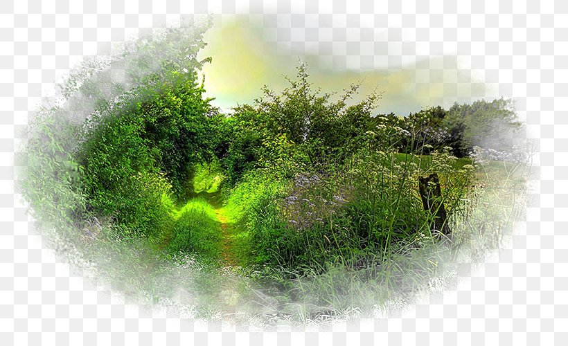 Desktop Wallpaper Landscape Forest Nature Tree, PNG, 800x500px, Landscape, Desktop Environment, Display Resolution, Forest, Grass Download Free