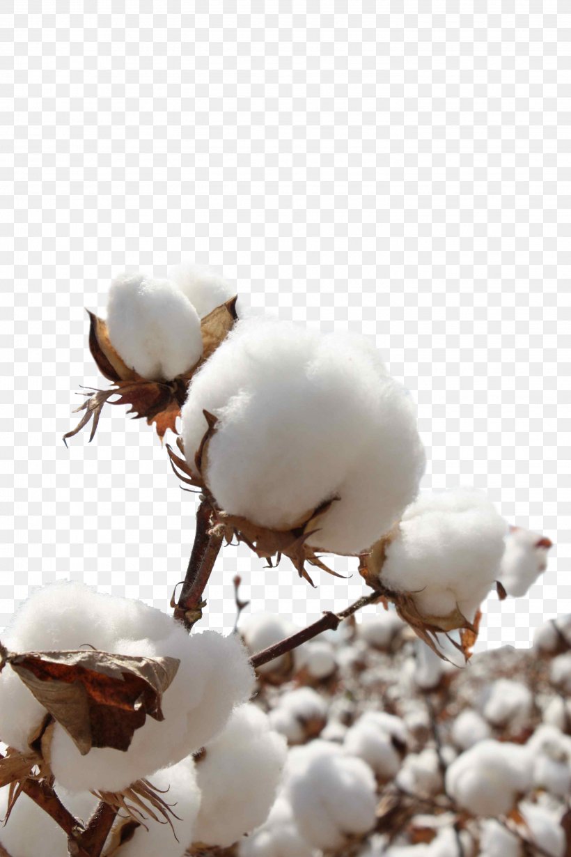 Sea Island Cotton Sateen Bt Cotton Seed, PNG, 2848x4272px, Cotton, Branch, Bt Cotton, Cotton Gin, Fiber Download Free