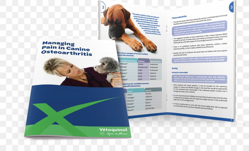 Dog Text MZ Brochure, PNG, 800x500px, Dog, Advertising, Brochure, Text Download Free