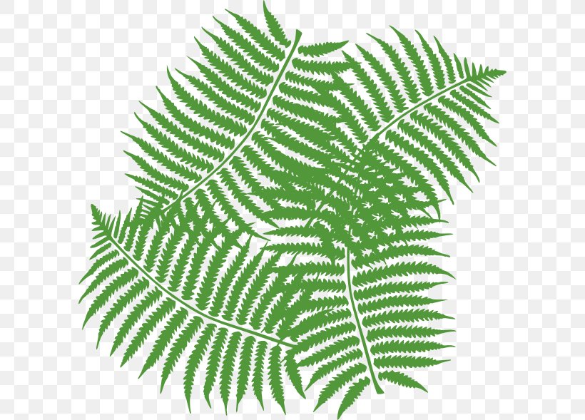 Fern Leaf Clip Art, PNG, 600x589px, Fern, Burknar, Drawing, Ferns And Horsetails, Free Content Download Free