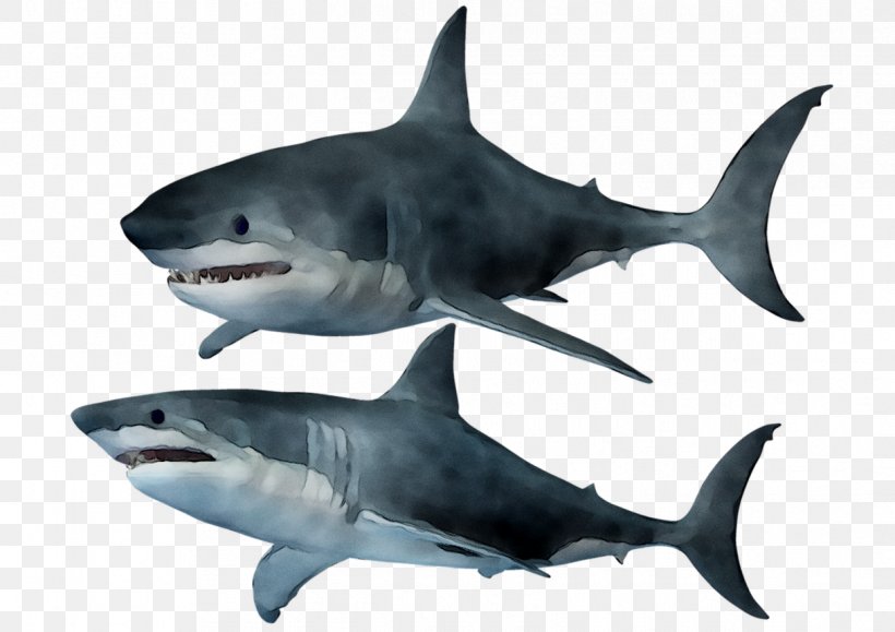 Great White Shark Tiger Shark Requiem Sharks Squaliform Sharks, PNG, 1218x861px, Great White Shark, Biology, Bull Shark, Carcharhiniformes, Cartilaginous Fish Download Free