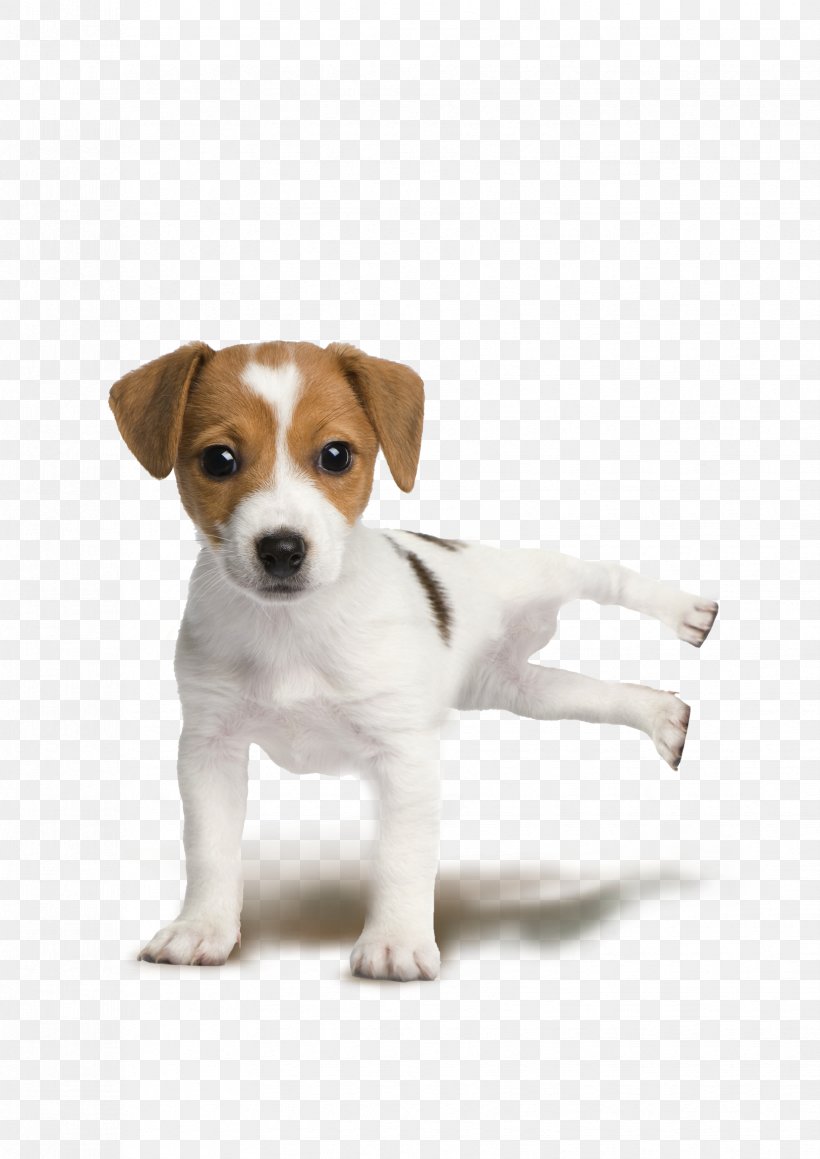Jack Russell Terrier Parson Russell Terrier Rat Terrier Puppy Miniature Fox Terrier, PNG, 1654x2339px, Jack Russell Terrier, Boston Terrier, Bull Terrier, Carnivoran, Companion Dog Download Free