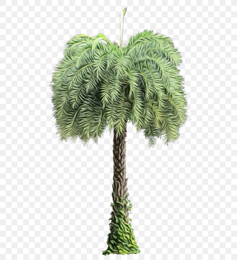Palm Tree, PNG, 506x901px, Watercolor, Arecales, Flowering Plant, Leaf, Paint Download Free